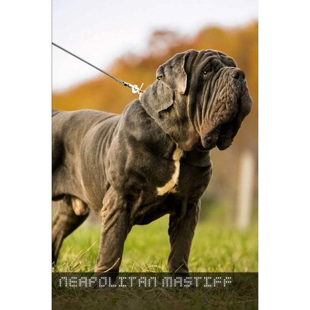 are neo mastiffs aggressive