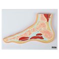 thumbnail image 5 of Axis Scientific Foot and Ankle Joint Cross Section Anatomy Model, Anatomical Replica of the Foot and Ankle, Includes Product Manual, Students Medical Professionals Professors Display, 5 of 10