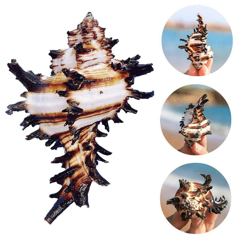 Old Pipe Seashell Natural Conch Shell Home Decoration Conch Hermit Crab  Shell Micro-landscape Mediterranean Ornaments Specimens