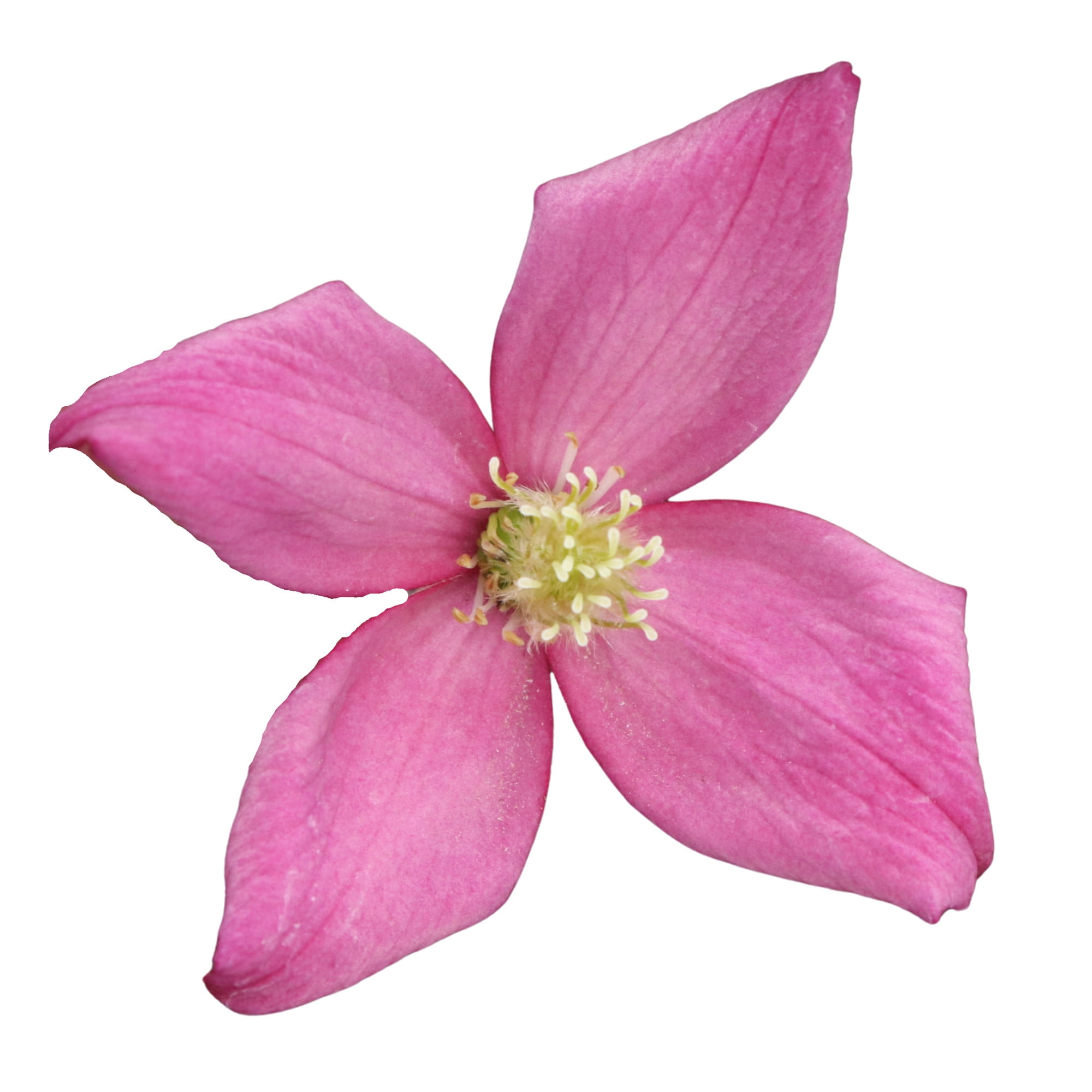 Proven Winners ColorChoice 5" Pink Moongate Mocha Anemone Clematis Live Plant in 4.5" Pot (4 Count)