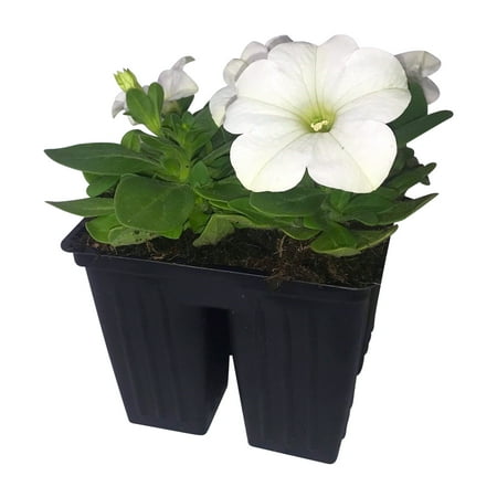 Expert Gardener 4PK White Petunia Live Plant