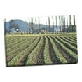 thumbnail image 2 of Gango Home Decor Daffodil Harvest I by Dana Styber (Ready to Hang); One 36x24in Hand-Stretched Canvas, 2 of 4