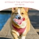 thumbnail image 5 of Juguete de goma para perros, ideal para limpiar los dientes y masticar Divertidos juguetes para perros, pelotas, juguete interactivo para buscar y buscar para cachorros y perros pequeños, 5 of 7