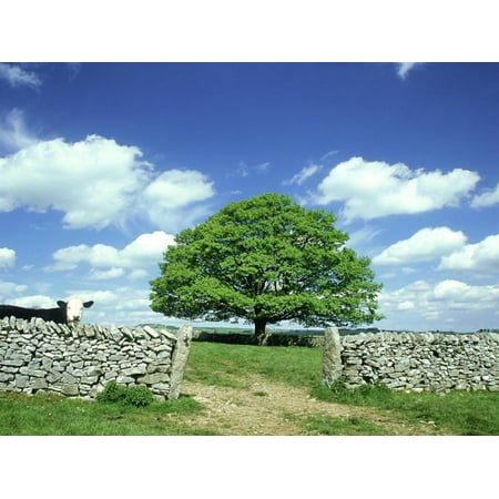 Oak Tree, with Cow & Dry Stone Wall Near Litton, Peak District National Park, UK Print Wall Art By Mark (Best Walks In Peak District National Park)