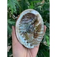 thumbnail image 2 of Abalone Shell, Seashell Incense Burner, Smudge Bowl for Holding Smudge Sticks, Incense, Crafts, Display, Large - 5" to 6", 2 of 7