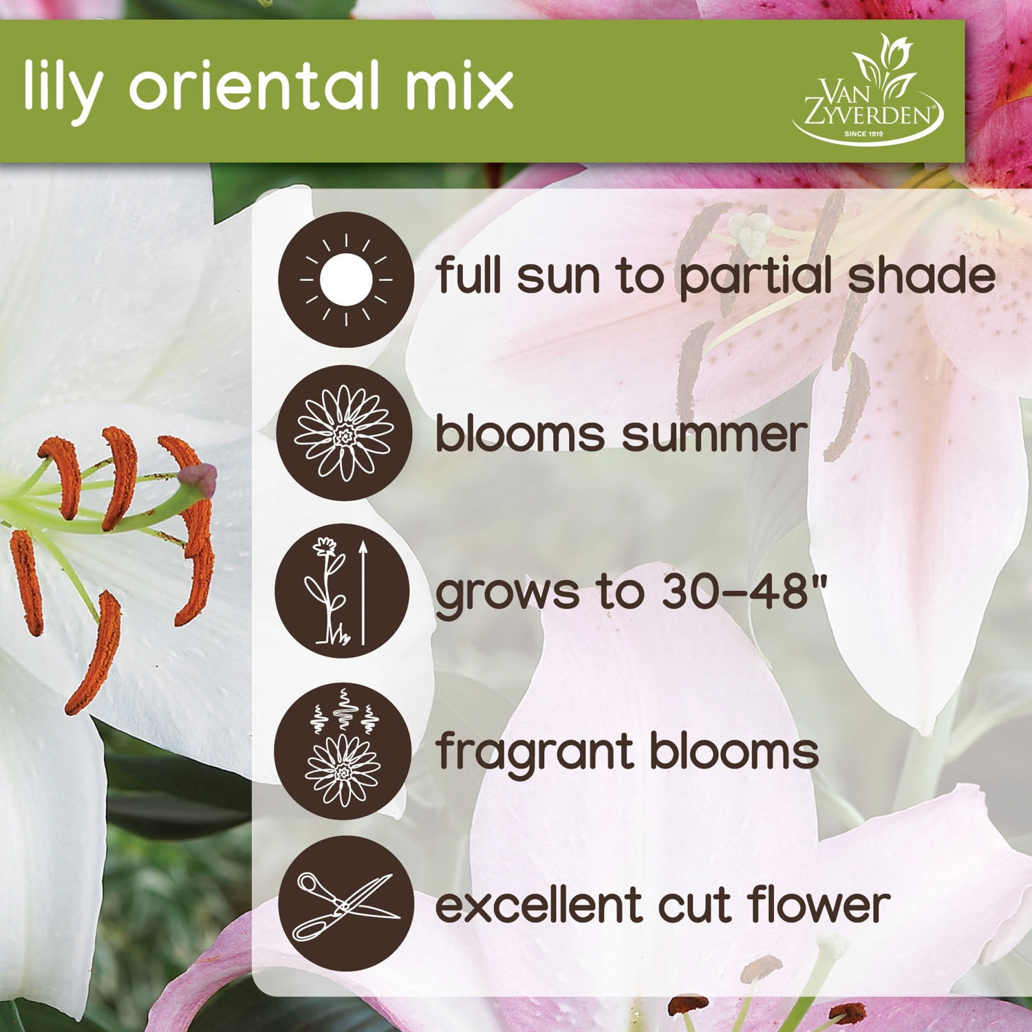 Van Zyverden Lily Oriental Mix, Dormant Bulb, Partial Sun, Multi