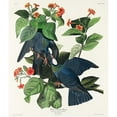 thumbnail image 2 of Audubon, John James 15x17 Gold Ornate Wood Framed with Double Matting Museum Art Print Titled - White-crowned Pigeon, 2 of 4