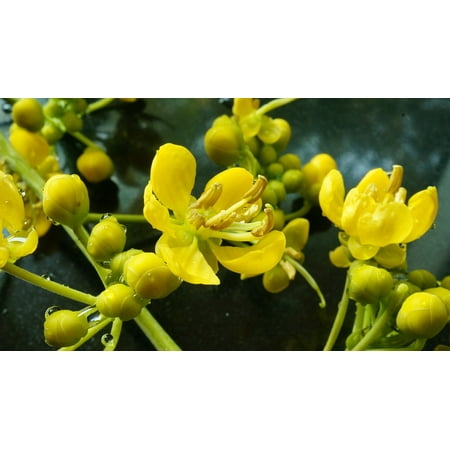 - LAMINATED POSTER Flowers Garden Nature Yellow Dew Plant Poster Print 24 x 36