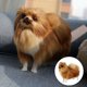 thumbnail image 4 of SGACAI Peluche de perro de simulación realista para niños, juguete de peluche Pomerania Dol, venta, 4 of 7