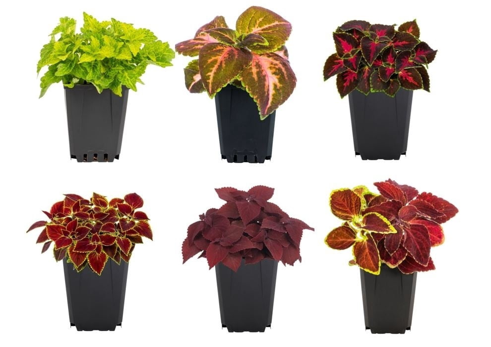 Expert Gardener 1PT Multicolor Coleus Live Annual Plant Sun 6-Pack