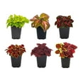 thumbnail image 3 of Expert Gardener 1PT Multicolor Coleus Live Annual Plant Sun 6-Pack, 3 of 5