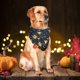 thumbnail image 2 of Pañuelos Para Perros Pañuelos para perros de Halloween cómodo cuello para mascotas bufanda para cachorros accesorios para gatitos Sywqhk Libre de BPA, 2 of 7