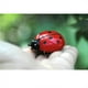 thumbnail image 2 of Vogacara Mini juguetes alimentados por de insectos, mariquita electrónica, mariquita, avispón, escarabajo, juguete educativo para niños, Juguetes Educativos Rojo, 2 of 6