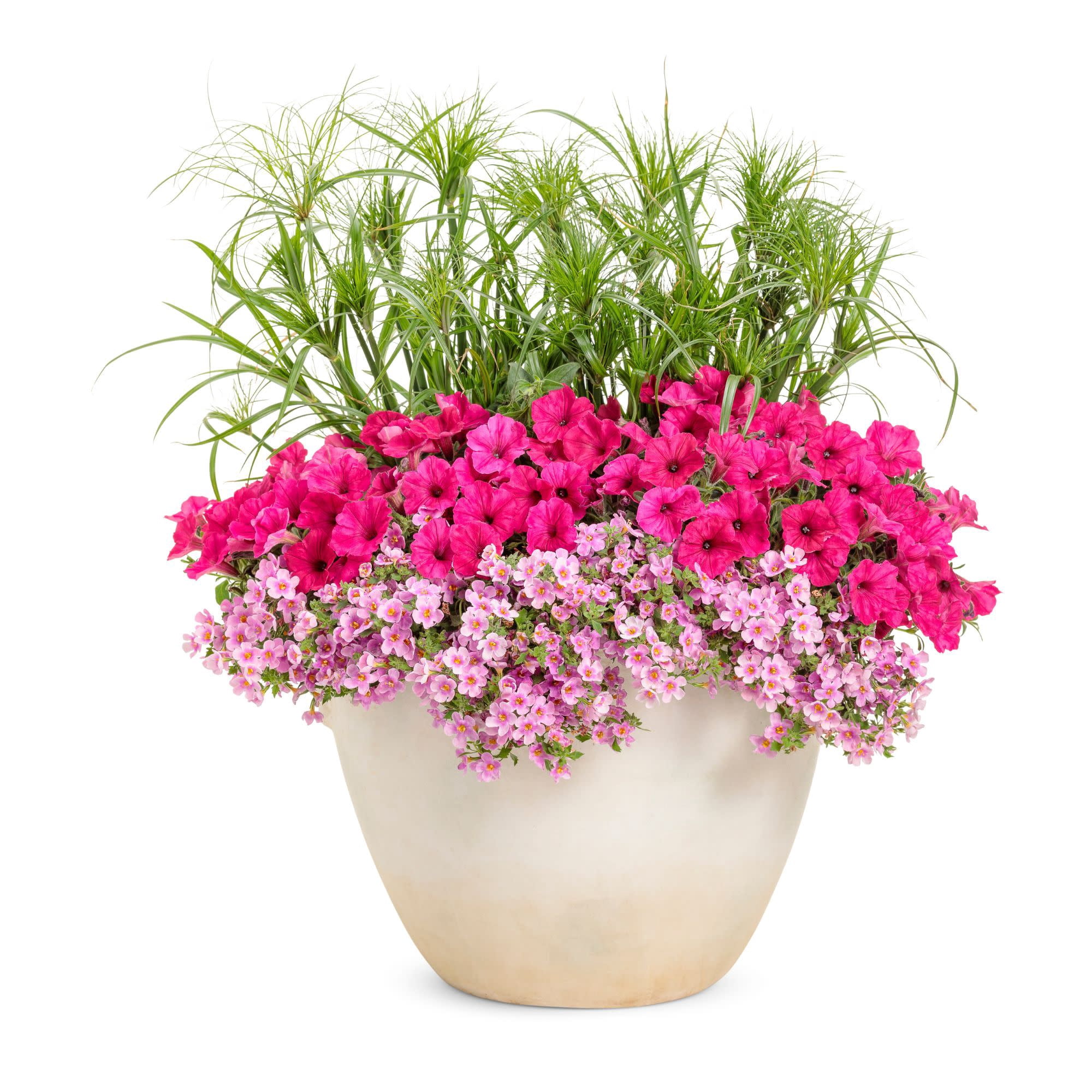 Proven Winners 4" Pink Supertunia Vista Paradise Petunia Live Plant in 4.25" Pot (4 Count)