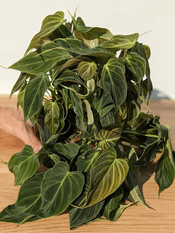 Philodendron Melanochrysum Live Plant, 5–9 Inch Tall Tropical Houseplant Starter, Velvety Dark Green Foliage for Indoor Growing