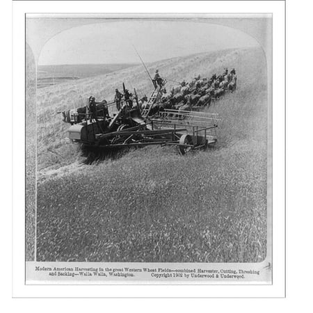 Historic Print, Modern American harvesting the great western wheat fields - combined harvester, cutting, threshing and sacking, Walla Walla, Washington, 18" x 24"