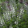 thumbnail image 2 of Perennial Baptisia Alba White Wild Indigo Garden Flower Plant Seeds - 200 Seeds, 2 of 4