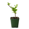 thumbnail image 2 of My Shelfie - White Fragrant Japanese Honeysuckle Vine, Starter Plant, Climbing Landscape Outdoor Garden Plant 2-Inch Pot, 1-Pack, 2 of 9