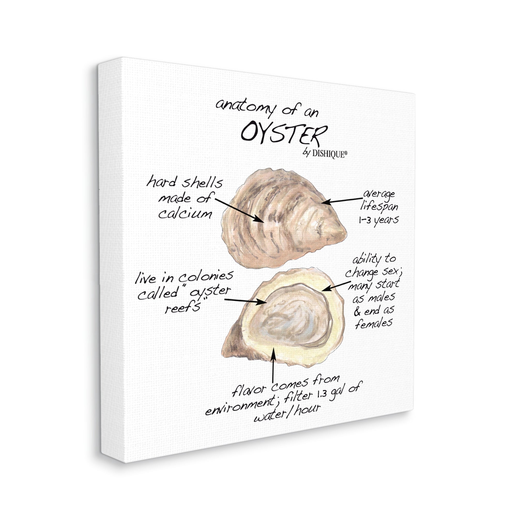 Stupell Industries Oyster Marine Life Anatomy Facts Educational Diagram Graphic Art Gallery Wrapped Canvas Print Wall Art, Design by Dishique