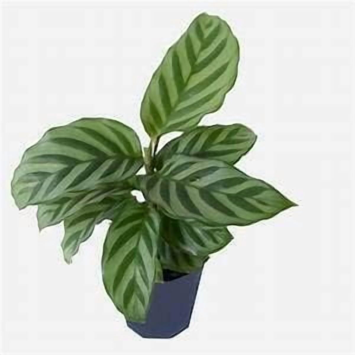 Calathea Indoor Houseplant Multi-Pack - 3 Live Plants in 4 Inch Pots - Growers Choice Based on Health, Beauty and Season - Beautiful Easy to Grow Air Purifying Indoor Plants