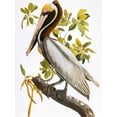 thumbnail image 3 of Art.com Audubon: Pelican Giclee Print by John James Audubon, 24" x 32", 3 of 3