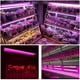 500W 1,64ft LED Plante Grandir Lumière Plein Spectre Haut Rendement Intégré Luminaire – image 19 sur 19