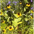 thumbnail image 6 of TomorrowSeeds - Clasping Coneflower Seeds - 6000+ Count - For 2026 Planting Dracopis Rudbeckia, 6 of 9