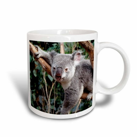 3dRose Australia, Sydney, Featherdale Wildlife Park, Koala Bears - Ceramic Mug, (Best Wildlife Park Sydney)