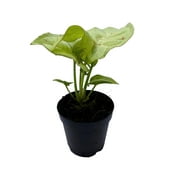 Syngonium Confetti, Syngonium Podphyllum Hybrid, Arrowhead Plant, Arrowhead Vine, Arrowhead Phildendron in 2 inch Pot