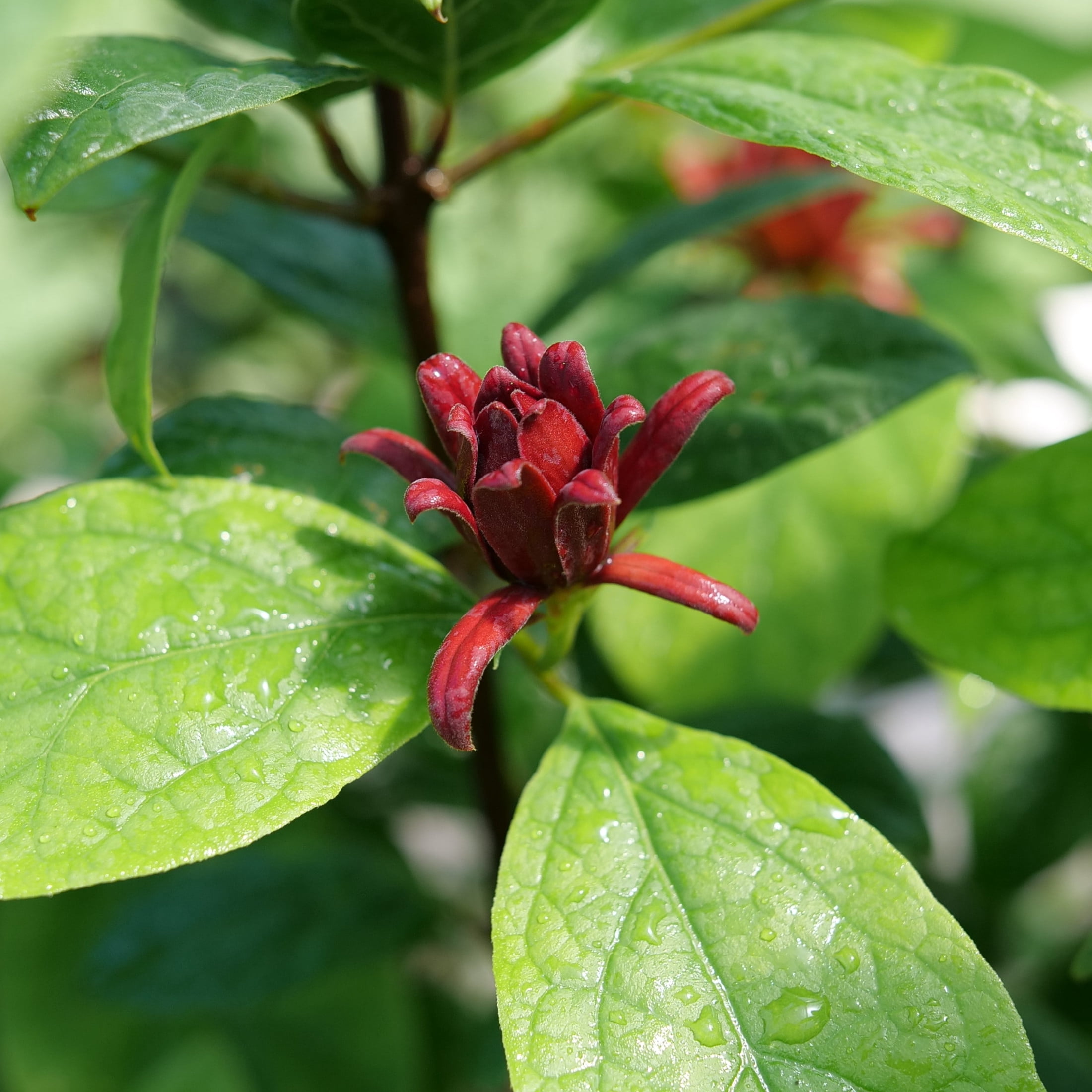 Proven Winners ColorChoice 5" Red Simply Scentsational Sweetshrub Live Plant in 4.5" Pot (4 Count)