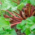 thumbnail image 2 of Hardy Tarty Rhubarb Dormant Bare Root Vegetable Starter Plant (1-Pack), 2 of 4