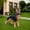 18.9" Black+Tan Garden Statue, variant on 18.9" German Shepherd Dog Garden Statue,Finely Sculpted Standing Dog Outdoor Statue,Resin Material,Suitable for Patio,Lawn,Yard,Black+Tan