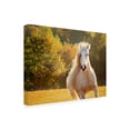 thumbnail image 2 of PHBurchett 'Golden Lit Horse IV' Canvas Art, 2 of 3