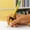 A*2, variant on 4 Pcs 7.48" Standard Size ADHD Sensory Pencil Tool with Green Eraser Top, Silent Smooth-Gliding Metal Nut Focus Aid, Discreet Faux Pencil