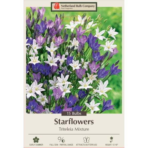 Starflower Mix - 15 Bulbs - 5/6 cm bulbs - Triteleia laxa