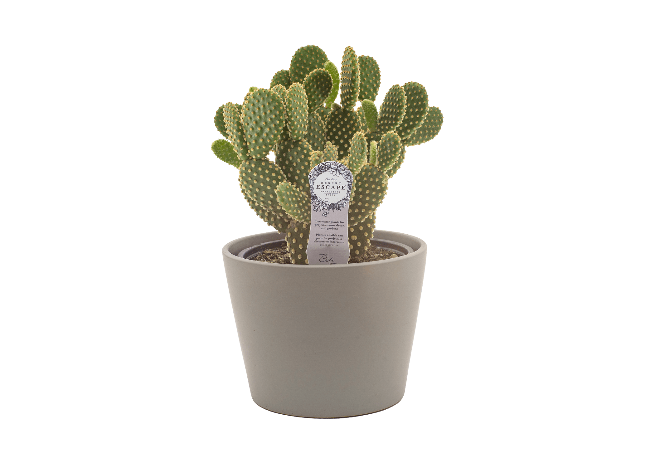 Costa Farms Desert Escape Live Indoor 6in. Cactus Plant in Ceramic