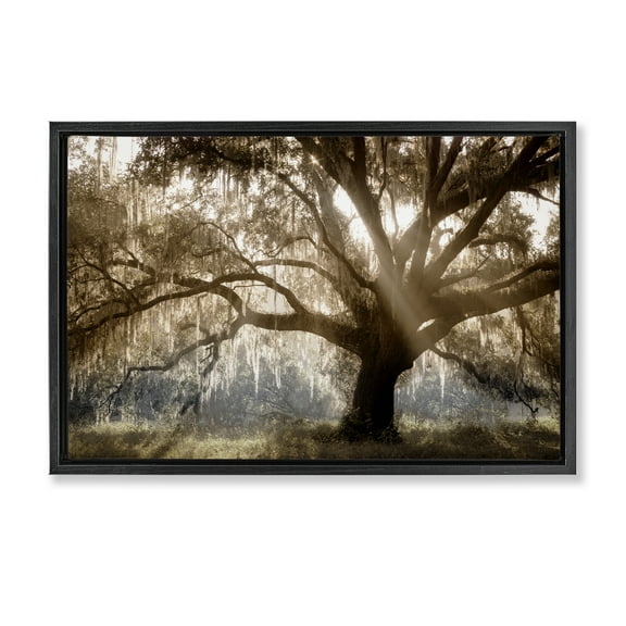 Stupell Industries Sun Streak Through Tree Landscape & Nature Photography Black Floater Framed Canvas Art Print Wall Art, 25 x 17