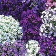 thumbnail image 5 of Seedville 200 Lobelia Regatta/ Lobelia Erinus Mix Flower Seed, 5 of 10