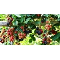thumbnail image 4 of Set 2 Chester Thornless Blackberry Plants 4-7" Tall for Planting, Blackberry Bush Tree, Thornless Black Berry Plant, Sweet Fruit Plant for Garden, 4 of 5