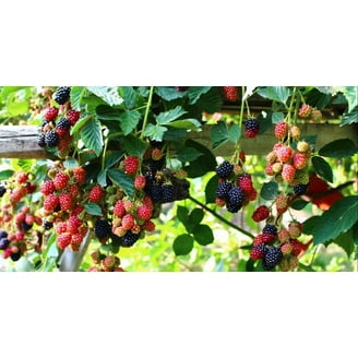 2 Triple Crown BlackBerry, Thornless Live Plants in 4 Nursery Pots, Easy  to Grow in Garden - Walmart.com