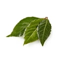 thumbnail image 3 of Fresh Organic Bay Leaves, 0.25 oz Clamshell, 3 of 3