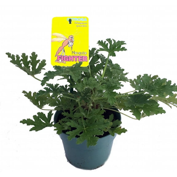 Citronella Mosquito Plant - Pelargonium graveolens - 6" Pot