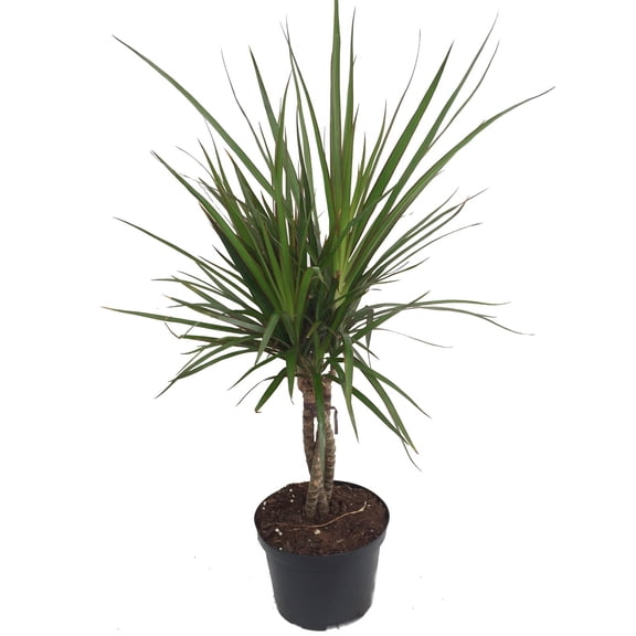 Braided Madagascar Dragon Tree - 6" Pot - Dracaena marginata - Live Houseplant