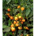 thumbnail image 4 of Habanero Pepper Plant - Non-GMO - Two (2) Live Plants - Not Seeds - Each 3" to 7" Tall - In 3.5 Inch Pots - Capsicum chinense - Includes Clovers Garden Copyrighted Plant Care Guide, 4 of 6