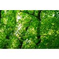 thumbnail image 6 of 25 White AMERICAN ELM tree Ulmus Americana RED Flower Seeds, 6 of 10