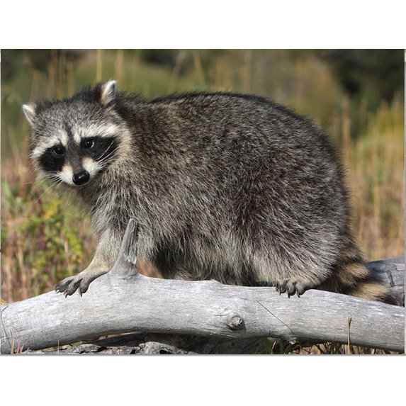 Common Raccoon Mini Puzzle