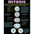 thumbnail image 3 of McDonald Publishing Cells Posters, Set of 4, 3 of 5