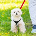 thumbnail image 4 of Dog Lead, 15M Red Extra Long Training Lead for Dogs, Small, Medium and Small Dogs Ideal for Training, Play, Camping or Garden, 4 of 5