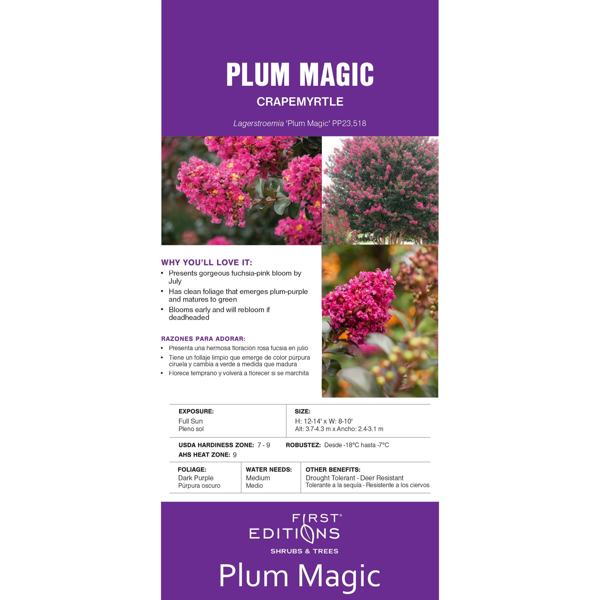 First Editions Plum Magic Crape Myrtle Live Shrub in 2-Gallon Grower Pot