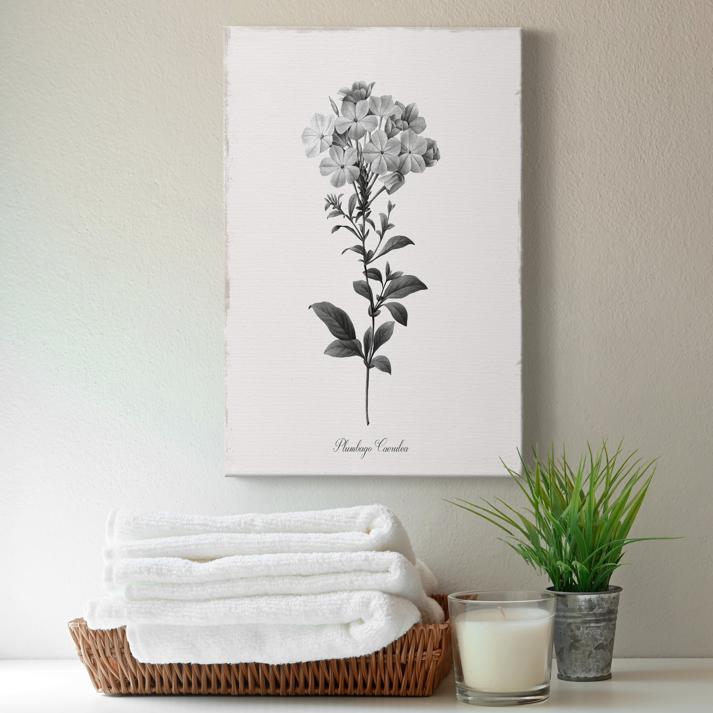 Simply Cape Leadwort Premium Gallery Wrapped Canvas - Ready to Hang - 18 x 27